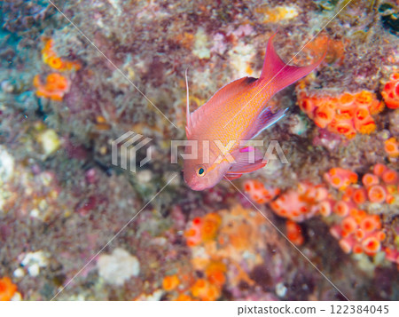 A beautiful school of goldfish anthias (Anthocidae subfamily) and other fish gather on a rocky area where soft corals such as alcedoides grow. 122384045
