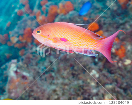 A beautiful school of goldfish anthias (Anthocidae subfamily) and other fish gather on a rocky area where soft corals such as alcedoides grow. A beautiful school of goldfish anthias (Anthocidae subfamily) and other fish gather on a rocky area where soft corals such as alcedoides grow. 122384049