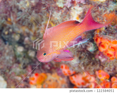 A beautiful school of goldfish anthias (Anthocidae subfamily) and other fish gather on a rocky area where soft corals such as alcedoides grow. A beautiful school of goldfish anthias (Anthocidae subfamily) and other fish gather on a rocky area where soft corals such as alcedoides grow. 122384051