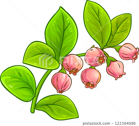 Bilberry Branch with Flowers and Leaves Colored Detailed Illustration Bilberry Branch with Flowers and Leaves Colored Detailed Illustration 122384086