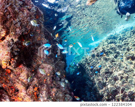 A school of goldfish anthias, yellow spotted damselfish, blue-green damselfish and others at the drop-off at Nakagi Hirizo Beach, Minamiizu Town, Kamo District. A school of goldfish anthias, yellow spotted damselfish, blue-green damselfish and others at the drop-off at Nakagi Hirizo Beach, Minamiizu Town, Kamo District. 122384104
