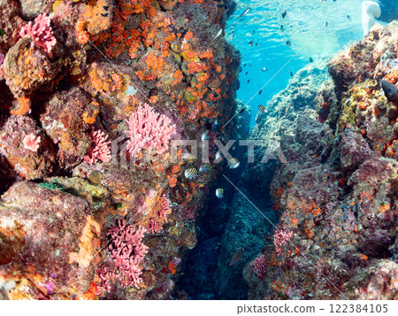 A school of goldfish anthias, yellow spotted damselfish, blue-green damselfish and others at the drop-off at Nakagi Hirizo Beach, Minamiizu Town, Kamo District. 122384105