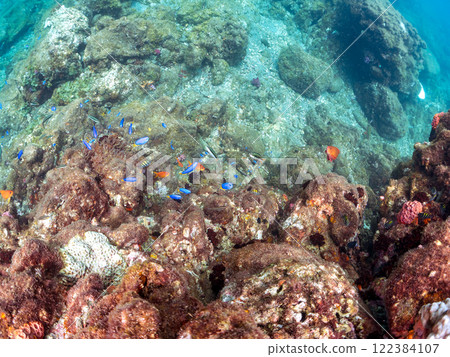 金鰭雀鯛、黃雀鯛等雀鯛的投放群 加茂區南伊豆町中木埼三海水浴場 122384107