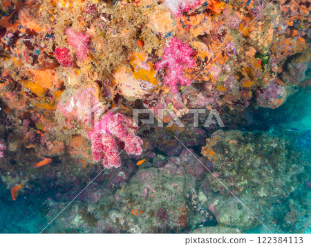 A school of goldfish anthias, yellow spotted damselfish, blue-green damselfish and others at the drop-off at Nakagi Hirizo Beach, Minamiizu Town, Kamo District. 122384113