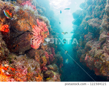 金鰭雀鯛、黃雀鯛等雀鯛的投放群 加茂區南伊豆町中木埼三海水浴場 122384121