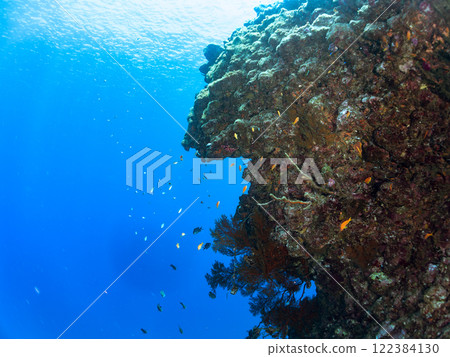 金鰭雀鯛、黃雀鯛等雀鯛的投放群 加茂區南伊豆町中木埼三海水浴場 金鰭雀鯛、黃雀鯛等雀鯛的投放群 加茂區南伊豆町中木埼三海水浴場 122384130