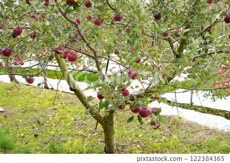 Apple farm 122384365