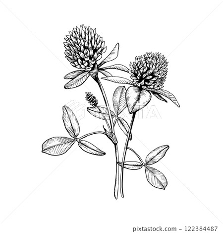 Composition with wild plant blooming clovers. Hand drawn botanical vector illustration. Sketch painted by black inks line on white isolated background. For clipart, greeting card, package 122384487