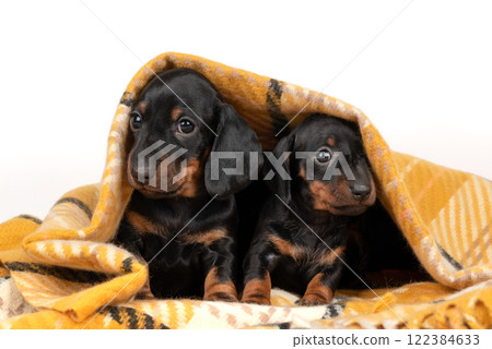 Cute dachshund puppies are sitting on bed under yellow blanket. Cute dachshund puppies are sitting on bed under yellow blanket. 122384633