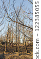 Completely burnt trees after fire in a forest . High quality photo 122385055
