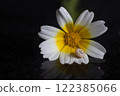 A flower from the daisy family, with white and yellow petals, with a snail perched on it. This herbaceous plant is an annual plant, perfect for macro and still life photography 122385066