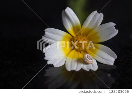 A flower from the daisy family, with white and yellow petals, with a snail perched on it. This herbaceous plant is an annual plant, perfect for macro and still life photography 122385066