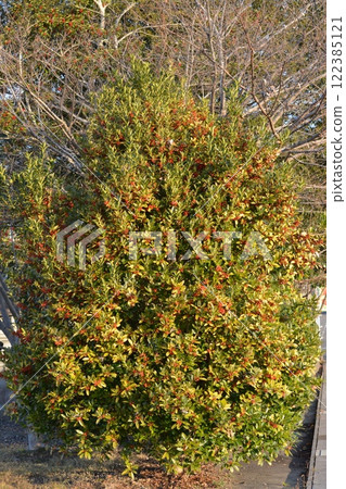 歐洲冬青，美麗的紅色漿果 122385121