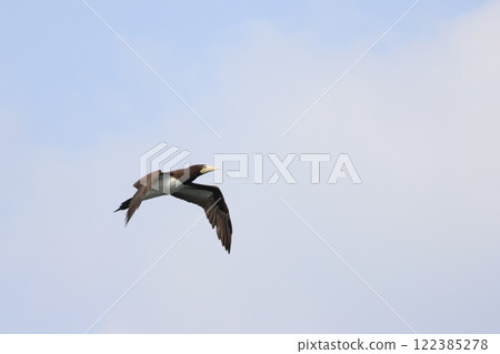 Boobies to fly to the blue sky back 122385278