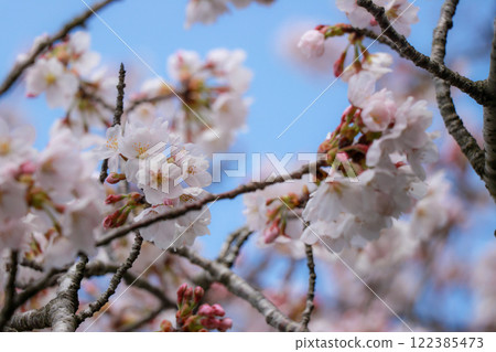 Sakura 122385473
