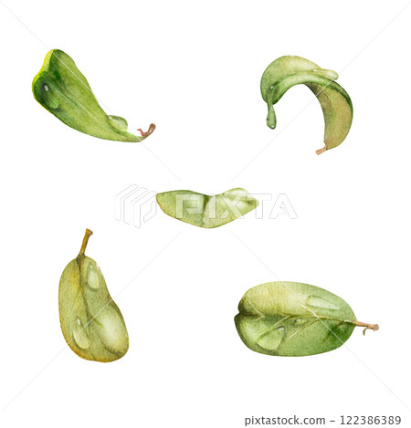 Green leaves of bush tree flower foliage in water dew drops, cranberry lingonberry boxwood blueberry. Isolated botanical illustration hand drawn in watercolor. Wedding, florist, decoupage, cosmetics Green leaves of bush tree flower foliage in water dew drops, cranberry lingonberry boxwood blueberry. Isolated botanical illustration hand drawn in watercolor. Wedding, florist, decoupage, cosmetics 122386389