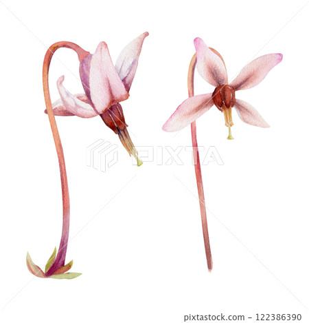Cranberry pink lily flower bud on long stalk stem, wildflower inflorescence. Botanical illustration hand drawn in watercolor. Isolated single elements. Scrapbooking, wedding, florist shop, decoupage Cranberry pink lily flower bud on long stalk stem, wildflower inflorescence. Botanical illustration hand drawn in watercolor. Isolated single elements. Scrapbooking, wedding, florist shop, decoupage 122386390