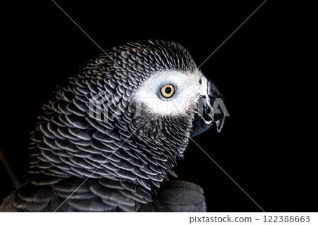 優雅的鸚鵡鳥的外觀形象【鸚鵡家族】 122386663