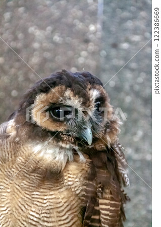 Spectacled owl that looks like it's wearing a gauntlet [Owl family] 122386669