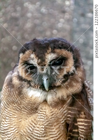 Spectacled owl that looks like it's wearing glasses [Owl family] 122386670
