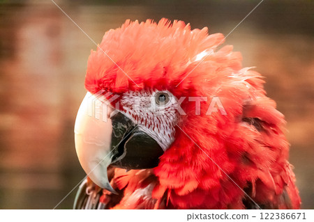 Red-and-green macaw features Red-and-green macaw features 122386671
