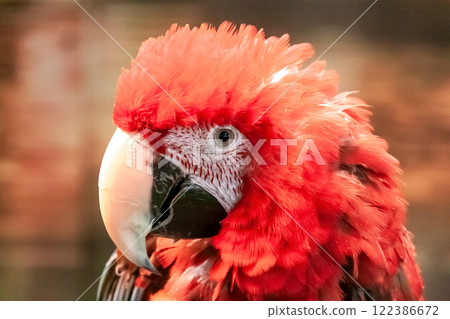 Red-and-green macaw features Red-and-green macaw features 122386672