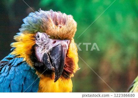 Features of the Hulk Macaw 122386680
