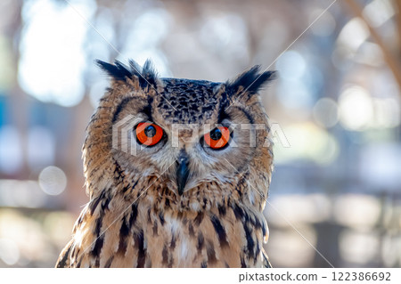 孟加拉雕鴞的翅膀在風中搖曳，賦予它無所畏懼的外表和明亮的虹膜。 122386692