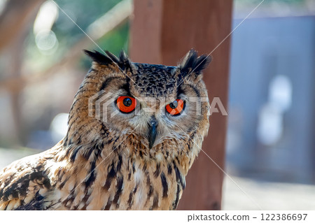 孟加拉雕鴞的翅膀在風中搖曳,賦予它無所畏懼的外表和明亮的虹膜。 孟加拉雕鴞的翅膀在風中搖曳,賦予它無所畏懼的外表和明亮的虹膜。 122386697