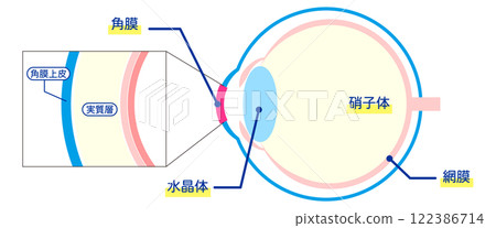 Diagram of the structure of the eyeball (Japanese) (cross-section including the cornea, vitreous body, and retina) 122386714