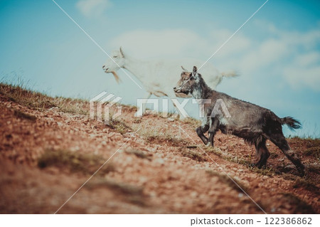 Close up view of a young ibex, capricorn peeping from behind a rock. Swiss mountains, appenzell, wildlife. adult ibex on rocks. Summer,daytime. European wildlife, wildlife conservation. Nature. 122386862