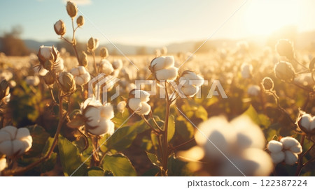 Beautiful landscape of sustainable and eco-friendly cotton farm during harvest season Beautiful landscape of sustainable and eco-friendly cotton farm during harvest season 122387224