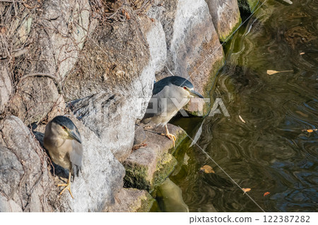 A night heron perched on the stone wall of the outer moat of Osaka Castle 122387282
