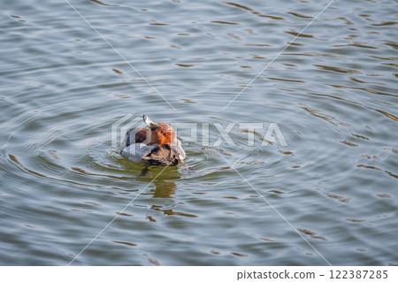 A male pochard grooming itself while floating in the moat, Osaka Castle Outer Moat A male pochard grooming itself while floating in the moat, Osaka Castle Outer Moat 122387285