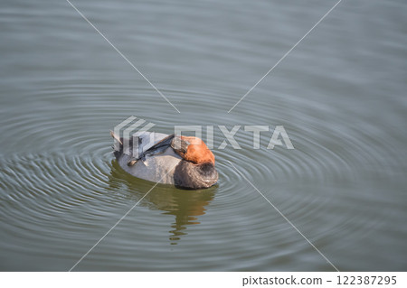 A male duck floating in the moat, Osaka Castle outer moat 122387295