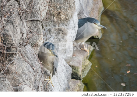 一隻夜鷺棲息在大阪城外護城河的石牆上 122387299