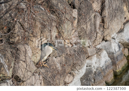 一隻夜鷺棲息在大阪城外護城河的石牆上 一隻夜鷺棲息在大阪城外護城河的石牆上 122387300