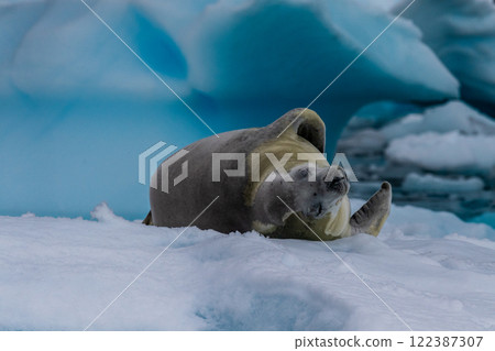 Crabeater Seal resting on a sheet of ice Crabeater Seal resting on a sheet of ice 122387307
