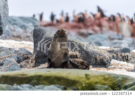 Fur seal on a rock Fur seal on a rock 122387314