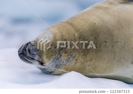 Crabeater Seal resting on a sheet of ice 122387315