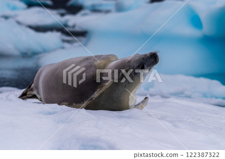 Crabeater Seal resting on a sheet of ice 122387322