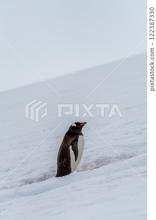 Gentoo colony at Danco Island Gentoo colony at Danco Island 122387330