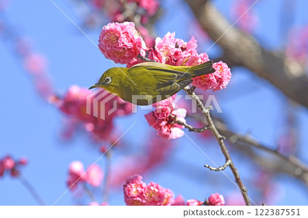 盛開的紅梅中的白眼（動態圖）（春天天氣小圖） 122387551