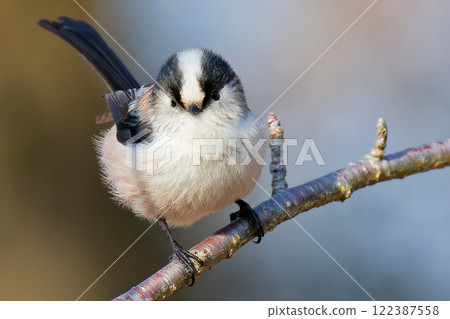 Long-tailed tit puffing up 122387558