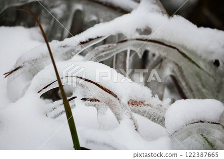 Ice covered grass hovering over a snow with frozen thick layer of ice with visible ice texture inside Ice covered grass hovering over a snow with frozen thick layer of ice with visible ice texture inside 122387665
