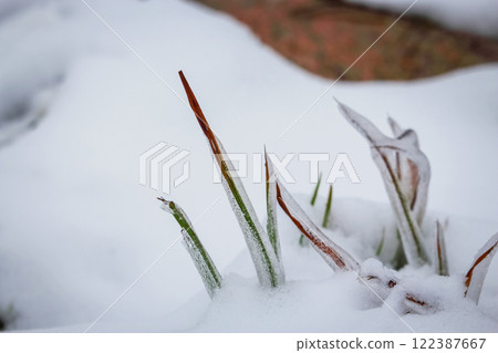 Ice covered grass sticking out of snow with frozen thick layer of ice with visible ice texture inside 122387667