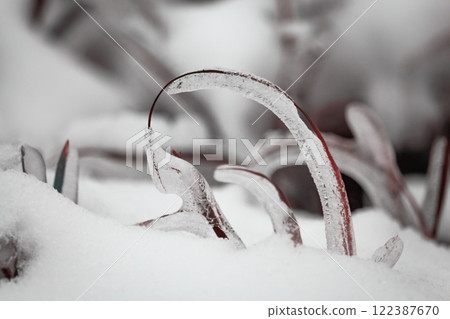 Ice covered grass curved over snow on the ground with frozen thick layer of ice and visible grass texture 122387670