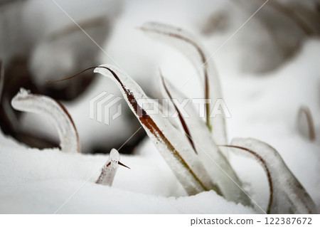 Ice covered grass curved over the ground with frozen thick layer of ice surrounded by snow with visible ice texture inside 122387672