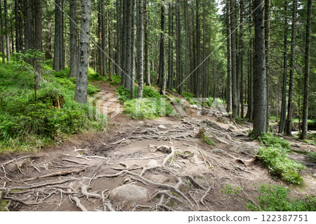 Forest trees. nature green wood sunlight backgrounds Forest trees. nature green wood sunlight backgrounds 122387751