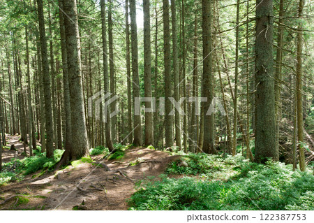 Forest trees. nature green wood sunlight backgrounds Forest trees. nature green wood sunlight backgrounds 122387753